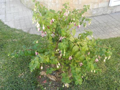 阿威罗JP Guest House的草上一棵小树,花粉色