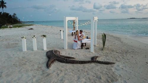 希曼杜岛White Sand Himandhoo的海滩上的一条蛇,一条新娘和新郎,一条蛇在沙滩上