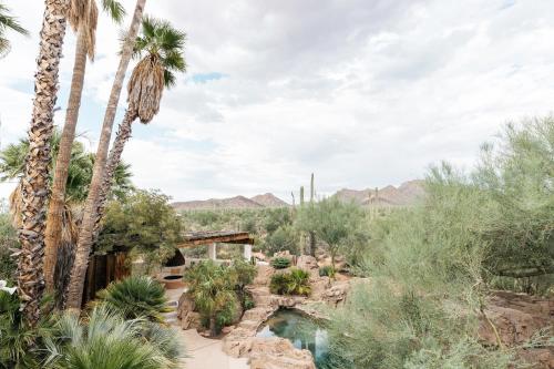 土桑The JTH Tucson的一片拥有棕榈树和桥梁的沙漠景观