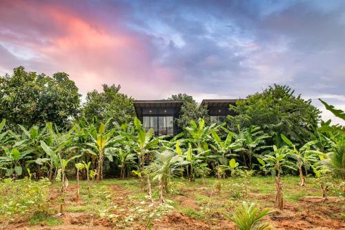 锡吉里亚Atha Resort的香蕉树丛中间的房子