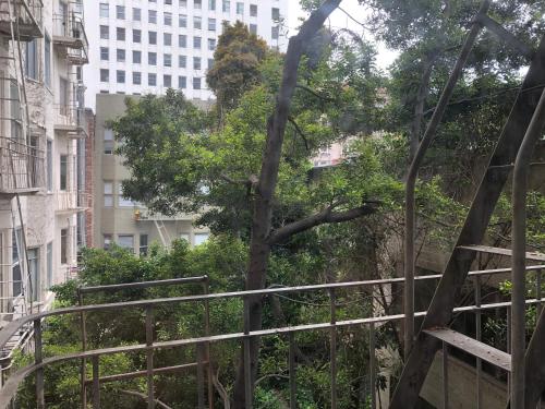 旧金山鲁兹酒店的城市中一棵树