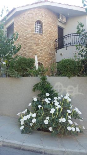 利马索尔Nikola's House的大楼前的一束白色花