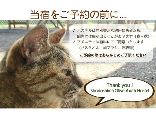 小豆岛小豆岛橄榄青年旅舍的一张带有思想泡沫的猫的照片
