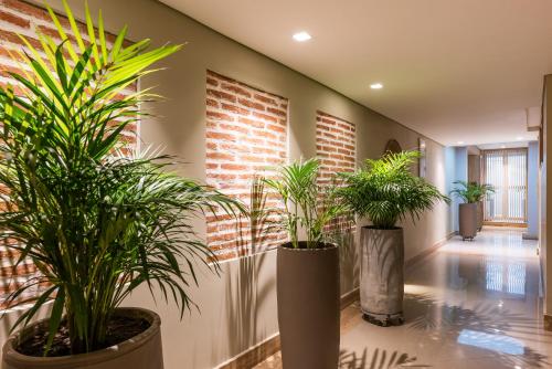卡塔赫纳Apartamentos casa Gimani的走廊里一排盆盆栽植物