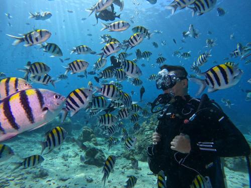 绿岛海島旅人 Diving Hostel的海里的一个潜水员,看着一群鱼