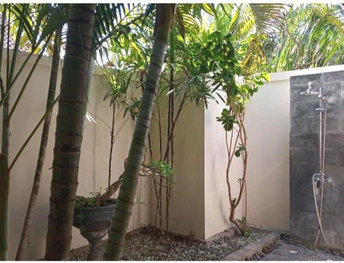 佩母德兰芒果月亮旅馆的墙上的一组棕榈树