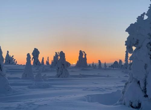 库萨莫VillaRiutta Ruka的冬季的日落,在田野上被雪覆盖的树木覆盖