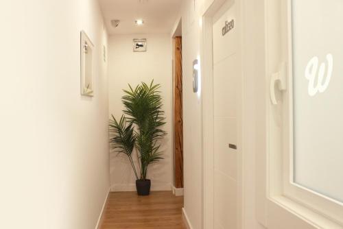 马德里Woohoo Rooms Hortaleza的走廊上放着盆栽植物