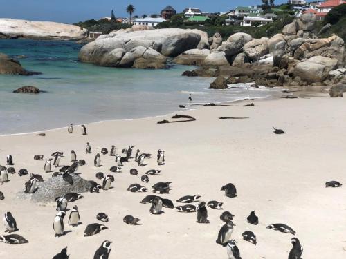 梅森堡Cape Capsules的一群企鹅站在海滩上
