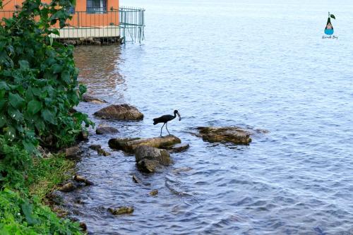 恩德培Avocado Bay Private Retreat的站在水中的岩石上的鸟
