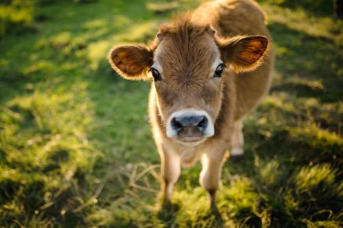 克尼斯纳Fernhill Guest Farm的站在草地上的棕色牛