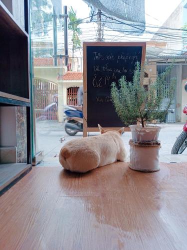 Kiến AnCuccu homestay的一只猫躺在盆栽植物旁边的桌子上