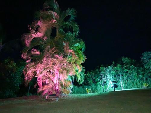 勒卡尔贝LODGE COLIBRIS vue panoramique mer et montagne pelée , 500 m plage dans un parc , Calme assuré Idéal pour découvrir le nord Caraïbes的棕榈树在晚上点亮,有粉红色的灯光