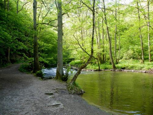 Obersteinebach海德霍夫酒店的森林中的河流,树木和水