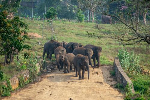 RambukkanaPinnawala Elephant Front View Hotel的一群大象沿着土路走着