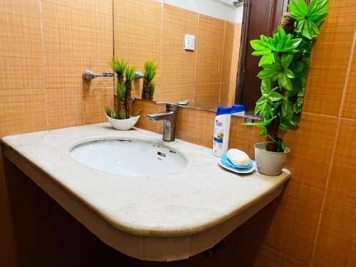 伊斯兰堡Entire 1 BR Apartment: Netflix, Youtube.的浴室水槽上装有两盆植物