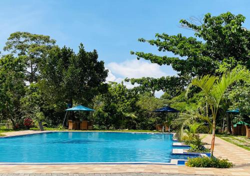 MakindyeThe Forest Resort - Lweza的蓝色游泳池,配有遮阳伞和树木