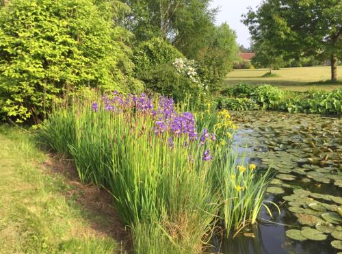 朗梅尔福德The Gatehouse的种有紫色花卉和池塘的花园
