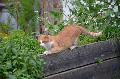 菲施巴豪Hof Rossruck的一只橙色和白色的猫坐在木头上