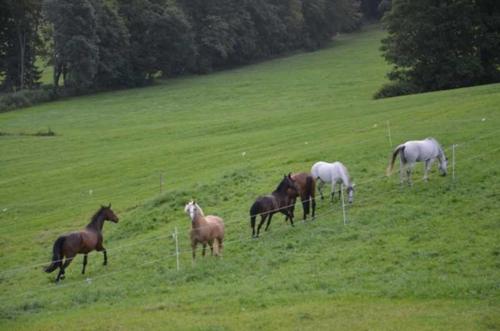 菲施巴豪Hof Rossruck的一群马在田野里放牧