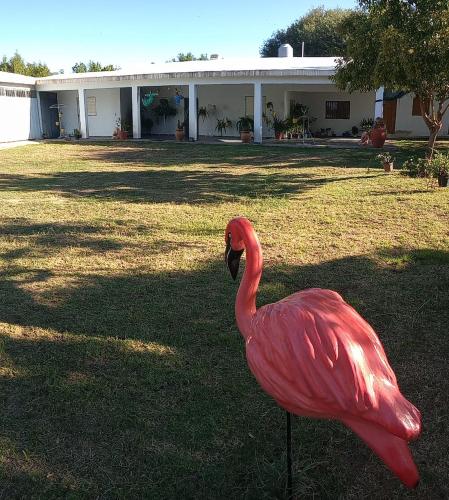 奇莱西托Ashpa newen的站在房子前面的草上,一只粉红色的火烈鸟