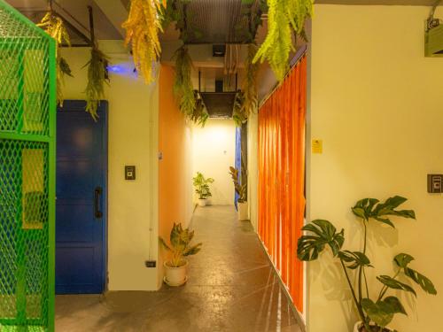 曼谷Khao San Social Capsule Hostel的走廊上设有盆栽和蓝色门