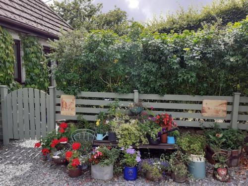 Saint DominickOakey Orchard - cosy apartment in Tamar Valley, Cornwall的种有鲜花和植物的花园