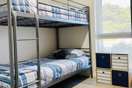 日落大道Racing Penguin Surf Grand Prix Walk Phillip Island的一间卧室配有一张双层床,其中一只猫睡在卧室内