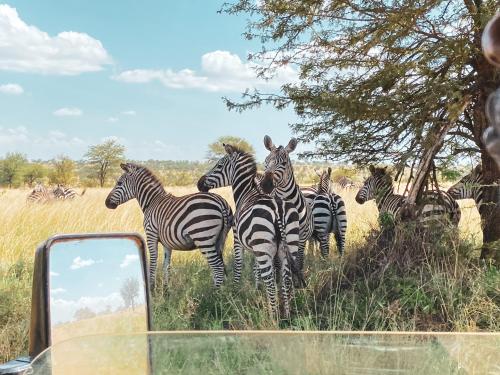 卡拉图Foresight Eco Lodge & Safari的一群斑马站在田野里