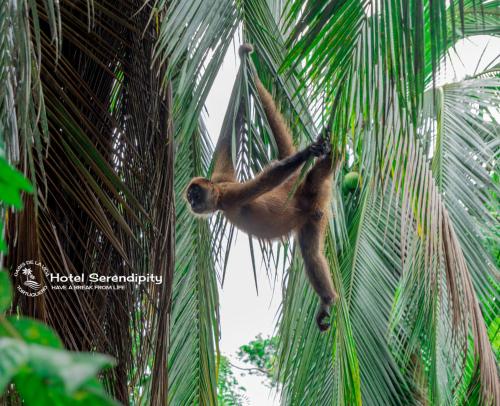 托尔图格罗Hotel Serendipity的悬在棕榈树上的猴子