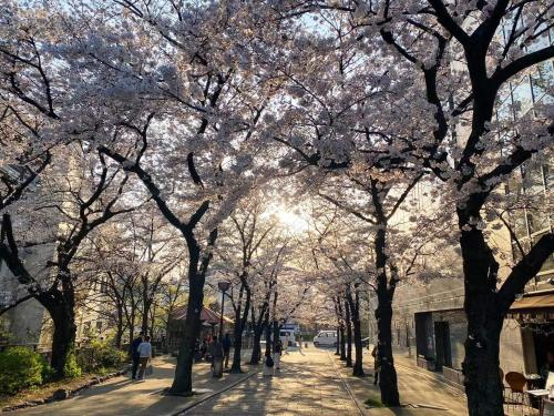 京都Rinn Gion Shirakawa的一条绿树成荫的街道,人们在人行道上散步