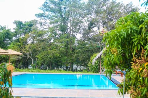 锡吉里亚锡吉里亚水屋旅馆的一座树木环绕的游泳池