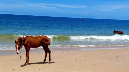 NianingMaison Couleur Passion的两匹马站在海边