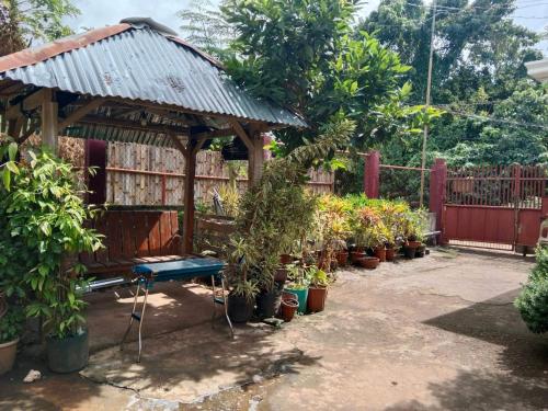 邦劳Peace Lily Studio Apartments Panglao的花园设有种植了盆栽植物的木制凉亭