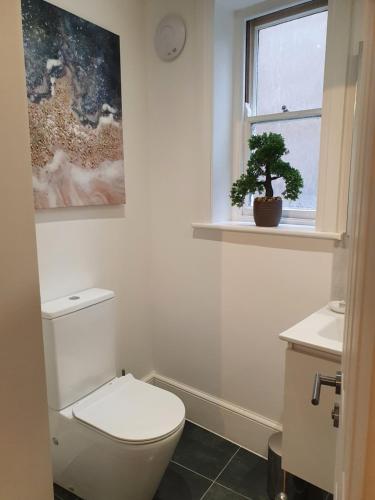 伊普斯威奇One Bedroom Flat Central Ipswich的一间带卫生间、窗户和植物的浴室