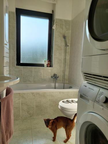 卢加诺Da GianFi Lugano-Pregassona - Stanza privata - Adults Only的一只猫站在带洗衣机的浴室内