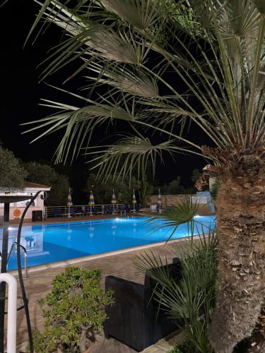利卡斯戴勒海盗酒店的游泳池畔的棕榈树