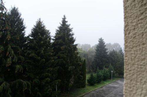 哈卡尼Kovács apartman Harkány的一条迷雾的街道上一群松树