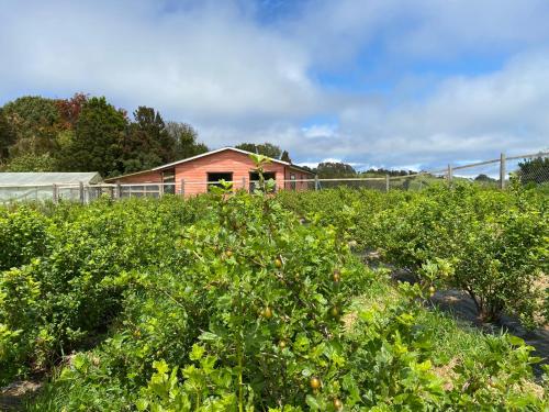 安库德Cabaña Nueva en Ancud Chiloe的番茄植物的田野,有房子在后面