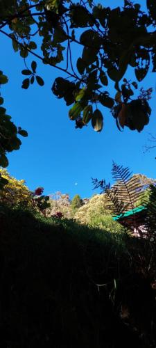 圣赫拉多德多塔Tail's room的透过树枝欣赏天空