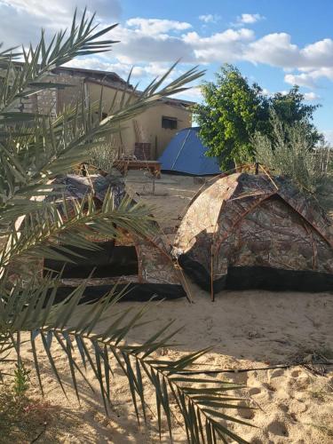 锡瓦2 pers tent的几顶帐篷和一棵棕榈树
