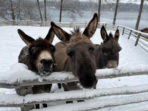 DziemianyGospodarstwo Agroturystyczne Kozłowiec的三个驴站在围栏旁边的雪地里