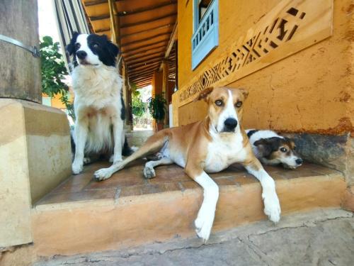 巴里查拉NOMAD Hostal - Barichara的坐在建筑物台阶上的三只狗