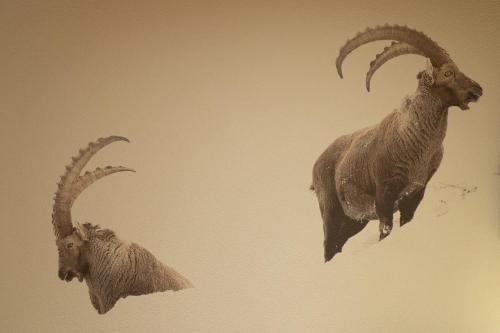 韦尔比耶羚羊酒店的两只长有大角的山羊在天空中飞翔