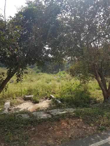 班加罗尔Anuraag的一片草场,两棵树和一条路