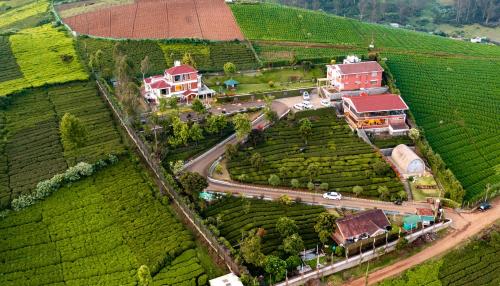乌提西面山谷度假村的茶园农场的空中景观