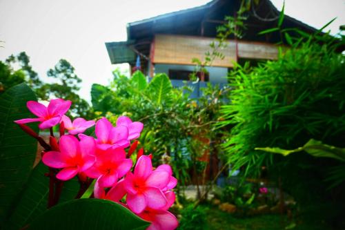 武吉拉旺Sumatra Orangutan Discovery Villa的一群粉红色的花朵在房子前面