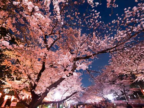东京东京日暮里奥维力胶囊旅馆的夜晚有粉红色花的树