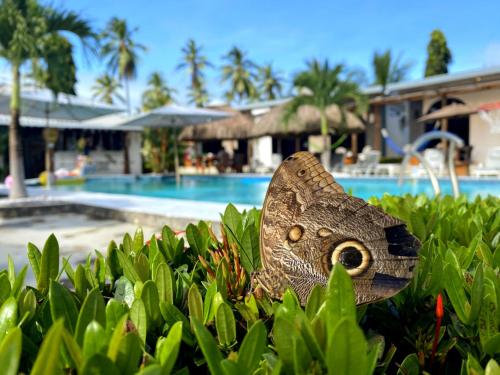 拉斯拉哈斯Show Pony Beach Resort and Suites的坐在游泳池前的灌木丛中的蝴蝶