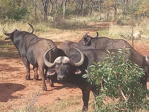 KareefonteinMoletani Game Ranch的一群站在泥土上的动物